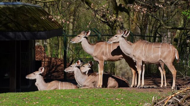 The nyala, Tragelaphus angasii is a spiral-horned antelope native to Southern Africa. It is a species of the family Bovidae and genus Nyala, also considered to be in the genus Tragelaphus. 