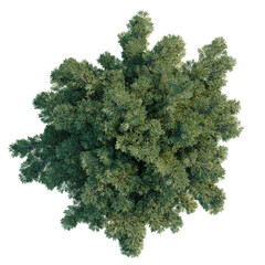 Obraz premium Juniperus sabina tree plan, top view, cutout, transparent background, isolate, Detailed Lush Green Pine Tree with Needles and Branches - Nature's Beauty