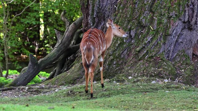 The nyala, Tragelaphus angasii is a spiral-horned antelope native to Southern Africa. It is a species of the family Bovidae and genus Nyala, also considered to be in the genus Tragelaphus. 