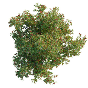 Rhamnus alaternus tree plan, top view, cutout, transparent background, isolate, Detailed Holly Tree Branch with Berries, Realistic Botanical Illustration, Festive Winter Decoration