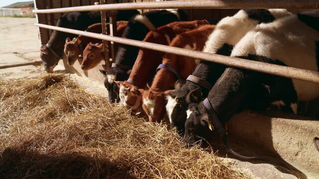 Multiple young calves of various colors standing in a row inside a barn and eagerly eating dry hay from a concrete manger on a sunny day, showcasing modern livestock farming practices. Slow motion, 4K