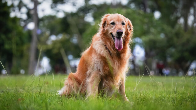 Happy golden retriever portrait in park with green nature background and calm outdoor environment