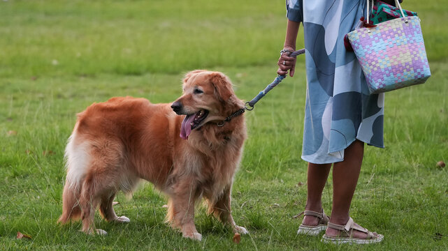 Golden retriever standing on green grass with owner holding leash during peaceful outdoor walk in park