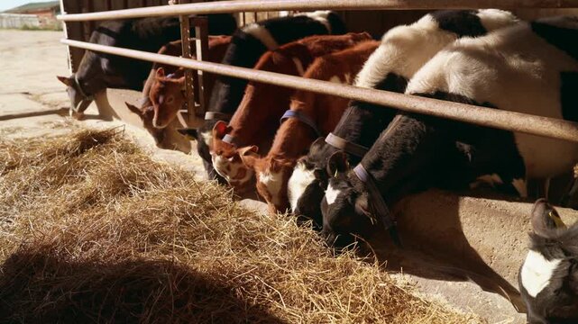 Numerous young calves with ear tags standing in a row in a sunny barn and feeding on fresh hay from a concrete trough, showcasing a typical scene of daily life on a modern dairy farm. Slow motion, 4K