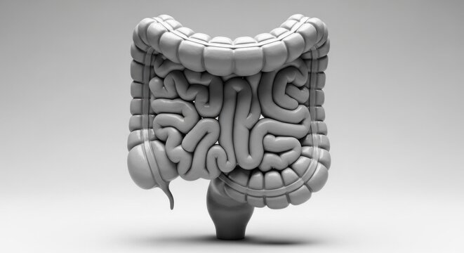 Detailed 3D Illustration of the Human Large Intestine and Appendix.