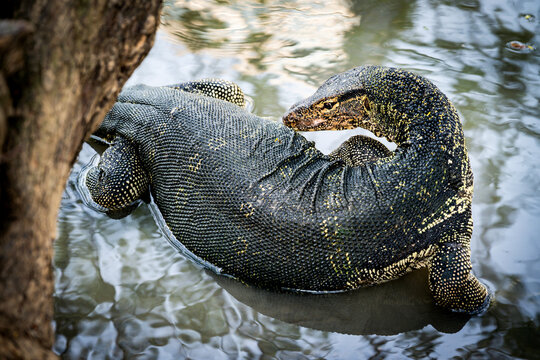 Asian water monitor lizard in a pond at Lumphini Park in Bangkok, Thailand