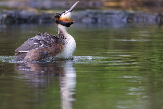 A great crested grebe shakes itself, water splashes around the grebe, a calm lake, a puffed-up great crested grebe reflected in the lake; a waterbird in magnificent plumage; Podiceps cristatus