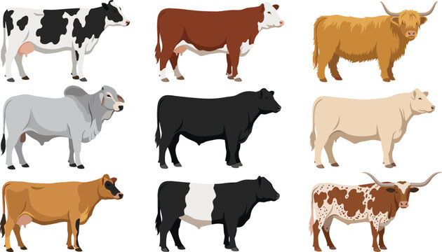 Cow Breed Collection Vector Illustration Featuring Dairy Cattle Beef Cows and Farm Livestock Animals