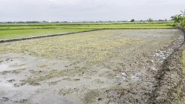 Wide angle of flooded mud rice fields during land preparation