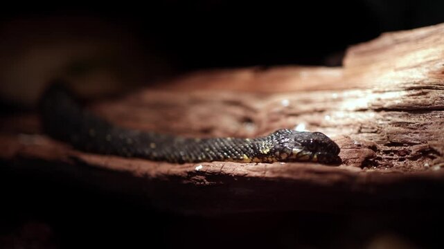 Black snake slithering smoothly over textured wooden log in dimly lit environment, showcasing its scales and natural habitat in close-up view