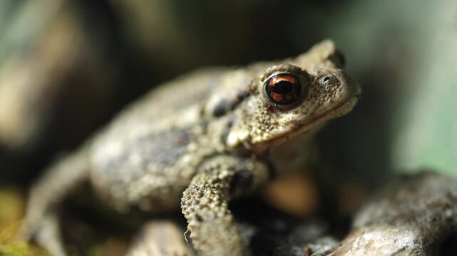 Close-up of a brown toad perched on rocks, showcasing its textured skin and bright eyes in a natural outdoor setting with blurred background elements