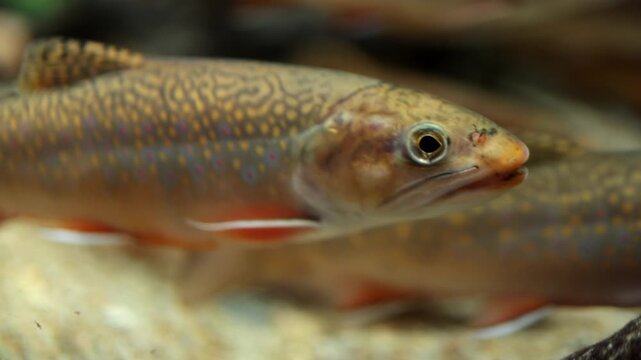 Colorful freshwater fish with distinctive patterns swims gracefully in a clear aquatic environment, showcasing its vibrant scales and fins in a natural habitat