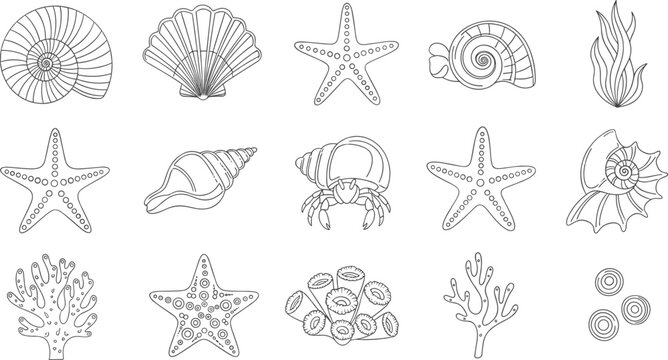 Marine life vector illustration with seashells, starfish, coral, hermit crab, seaweed, ocean elements, decorative line drawings, aquatic design artwork