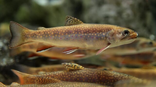 Colorful brook trout swimming gracefully in an aquarium, showcasing vibrant patterns and reflections on the water surface, with other fish visible in the background
