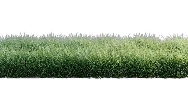 Long green grass border patch row cutout isolated transparent PNG