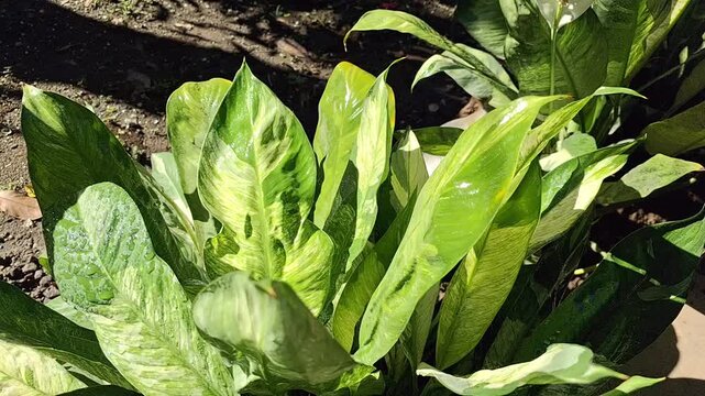Real time macro b roll footage of variegated peace lily leaves swaying in wind, close up sunny soft focus video of spathiphyllum plant in garden for video editing element
