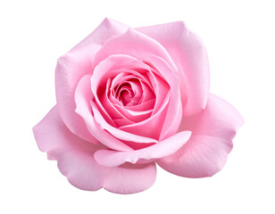 Fototapeta premium Untitled design - Single pink rose bloom isolated on transparent background (2)