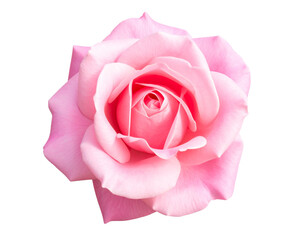Untitled design - Single pink rose bloom isolated on transparent background (3)