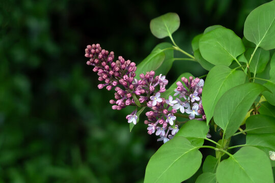 lilac