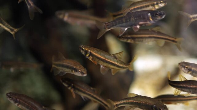 School of small fish swimming gracefully through clear water, showcasing dynamic movement and interaction in a vibrant aquatic environment