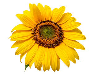 Fototapeta premium Untitled design - Blooming sunflower head isolated transparent PNG (2)