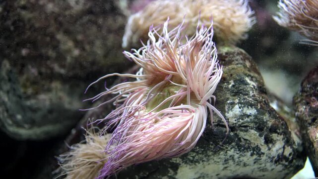 Colorful sea anemones with flowing tentacles gracefully sway in water, resting on rocky substrate in a vibrant underwater environment