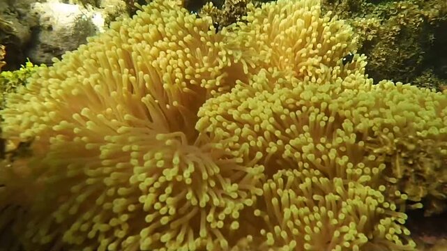 heteractis magnifica anemone and dascylus trimaculatus juveniles three-spot damselfish