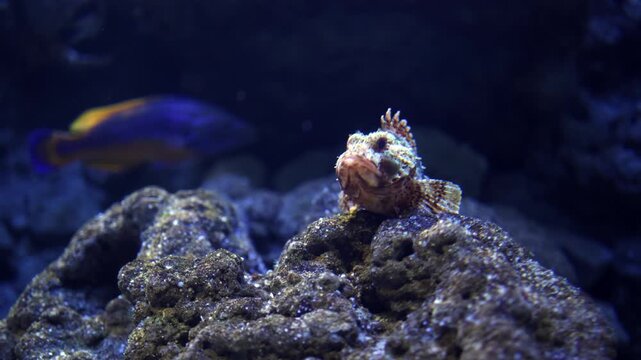 Colorful fish resting on rocky substrate in an aquarium, showcasing vibrant scales and unique features against a blurred blue background of aquatic environment