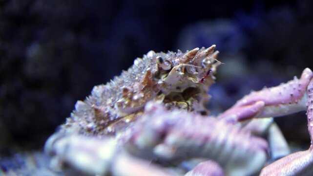 Crab with textured shell moves through aquatic environment, showcasing claws and antennae while navigating rocky substrate in underwater habitat