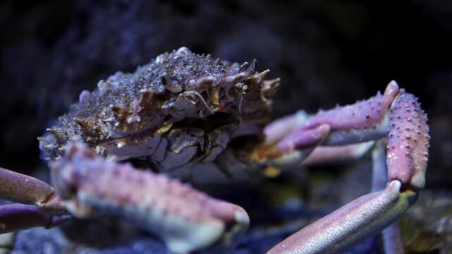 Crab with textured shell and prominent claws moves across rocky substrate in aquarium, showcasing intricate details and vibrant colors in underwater habitat
