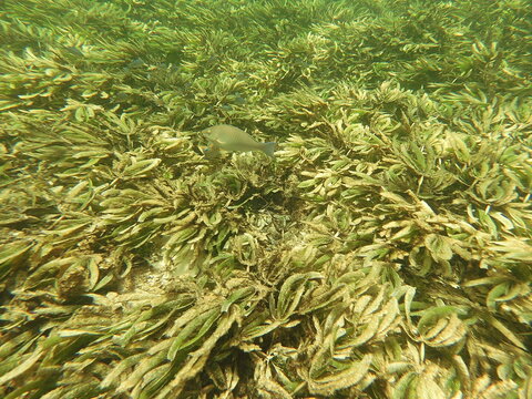 parrotfish scaridae above Indo-Pacific seagrass Thalassodendron ciliatum, commonly known as sickle-leaved cymodocea