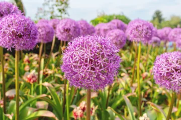 Purple allium flowers in full bloom surrounded by green foliage in a vibrant garden setting under a clear blue sky during the spring season © Nizoli