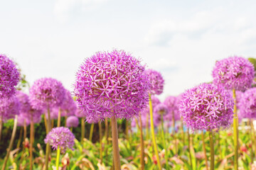 Obraz premium Purple allium flowers stand tall amidst lush green foliage in a colorful garden, showcasing their spherical blooms under a bright blue sky
