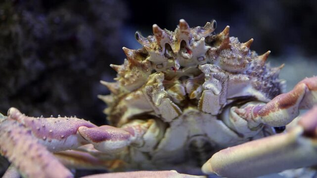 Close-up of a crab with spiky shell and claws, moving slightly in an underwater environment, showcasing its natural habitat and surrounding textures