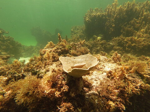 Phyllospongia foliascens is a large tropical marine sponge, commonly called the leaf sponge because of its broad, folded, leaf-like fronds. It belongs to the family Thorectidae and is widespread throu