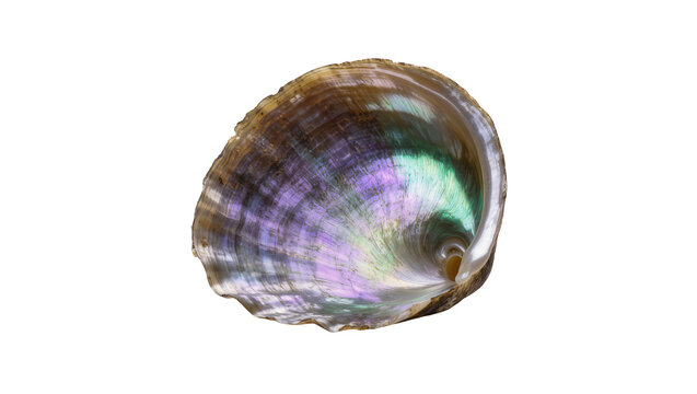 Isolated iridescent abalone shell revealing stunning mother-of-pearl, vibrant natural colors, marine life beauty