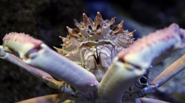 Crab with spiky shell and large claws moves forward in an aquarium, showcasing its unique features and underwater habitat in a close-up view