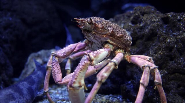 Crab with textured shell and long legs moves slowly across the sandy ocean floor, surrounded by dark rocks and a blurred underwater background