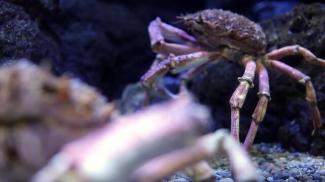 Crab with spiny shell moves across rocky aquarium floor, showcasing its claws and legs while a small shark swims nearby in a vibrant underwater environment