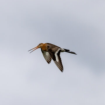 Black tailed Gotwit