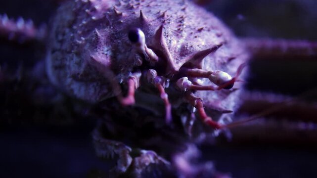 Close-up of a marine crustacean with visible pincers and eyes, showcasing intricate details and textures in a dark underwater environment