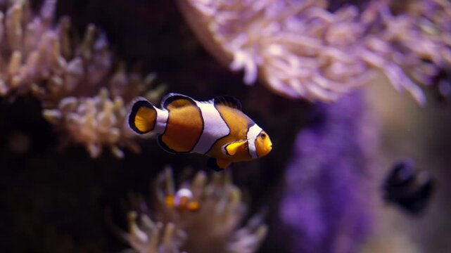Colorful clownfish swims gracefully through vibrant coral reef, showcasing its distinctive orange and white stripes amidst soft coral textures in a marine environment