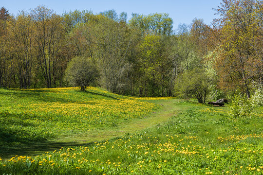Meadow And Forest In Spring