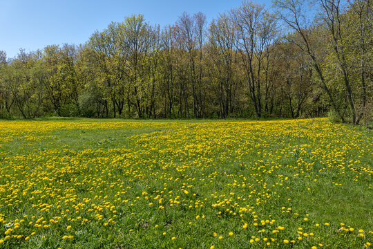 Spring Meadow With Dandelion Flowers