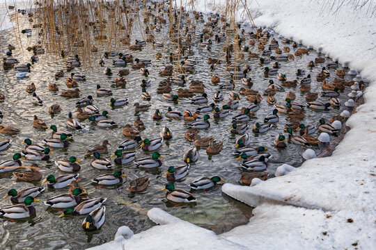 Winter Pond With Flock Of Mallard Ducks