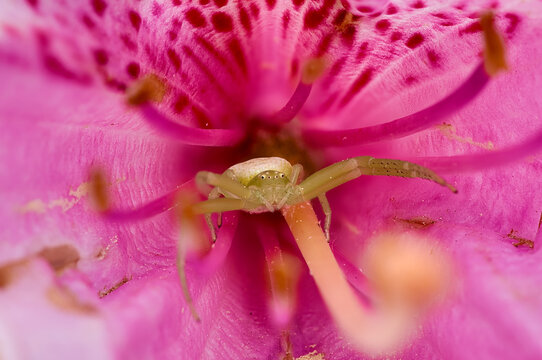 Macro of Green Crab Spider in Pink Rhododendron