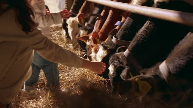Row of young calves eating hay from a trough in a warm, sunlit barn while a family with children reaches out to pet and feed them, showcasing a heartwarming agricultural interaction. Slow motion, 4K