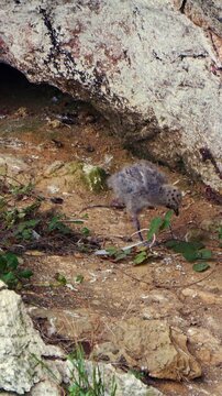 Polluelo de gaviota patiamarilla en acantilado costero