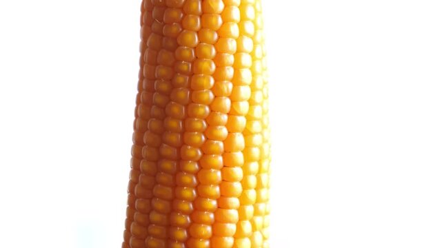Ancient corn cob grains slowly rotating vertically on a white background video
