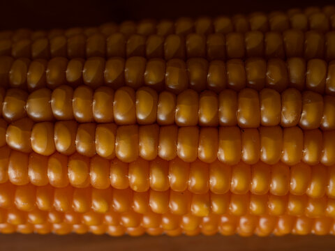 Organic Corn Cob macro photography background with copy space